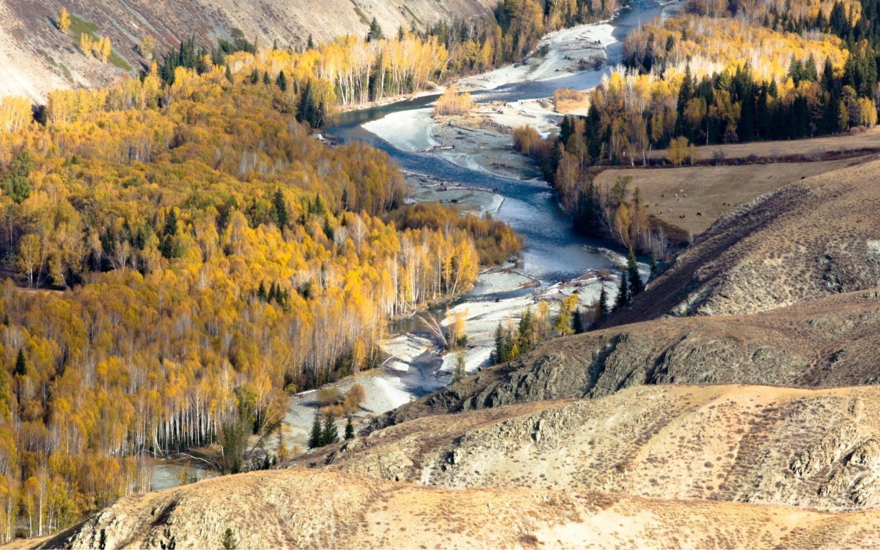 新疆巷弄中的隐秘美食之旅